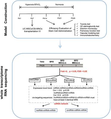 Integrative Studies of Human Cord Blood Derived Mononuclear Cells and Umbilical Cord Derived Mesenchyme Stem Cells in Ameliorating Bronchopulmonary Dysplasia